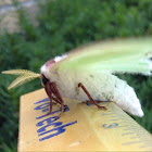 Luna Moth