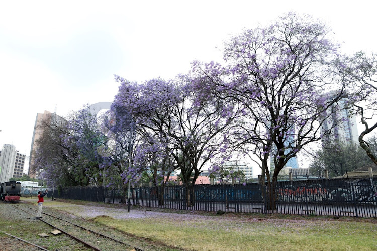 Flowering Jacaranda trees, which bloom only twice a year form a carpet of purple flowers next to vintage steam locomotives at the Nairobi Railway Museum yard on November 2, 2022. The Museum features murals and offers key artefacts and preservation of Kenya's historical railway narrative with blooming season providing ideal photography scenes/ANDREW KASUKU