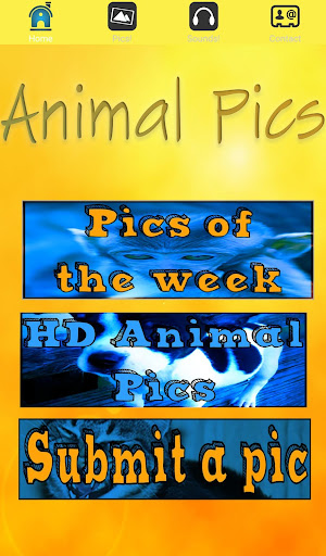 Animal Pics