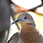 White-winged Dove