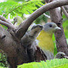 Yellow-footed Green Pigeon(with chicks)