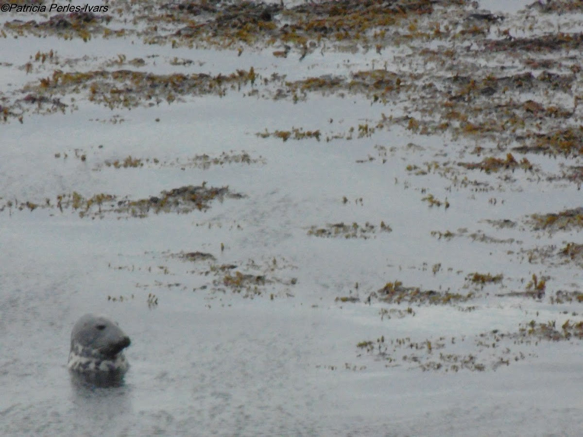 Grey seal