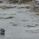 Grey seal