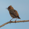 Golden-headed Cisticola