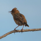 Golden-headed Cisticola