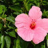 hibiscus