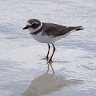 Semipalmated Plover