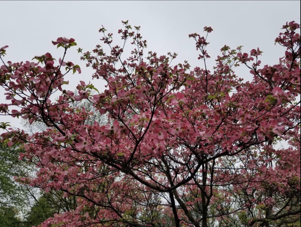 Pink Dogwood