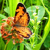 Pearl Crescent