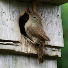 House Wren