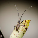 Flat-faced Longhorn Beetle