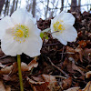 Christmas rose