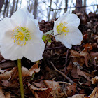 Christmas rose