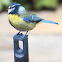 Blue Tit; Herrerillo común