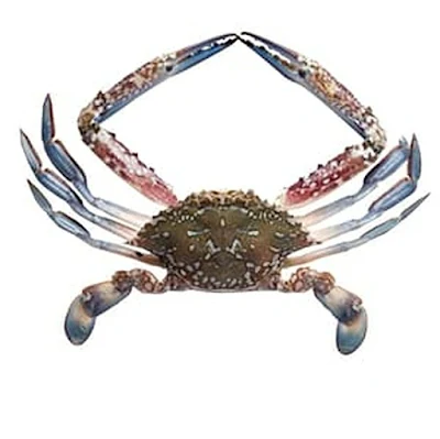 Blue Crab Whole 1 Kg