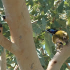 Blue-faced Honeyeater