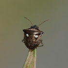 Two Spotted Sesame Bug