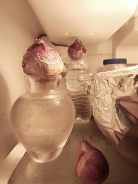 bulbs in fridge 