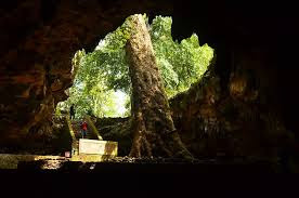 gua rancong