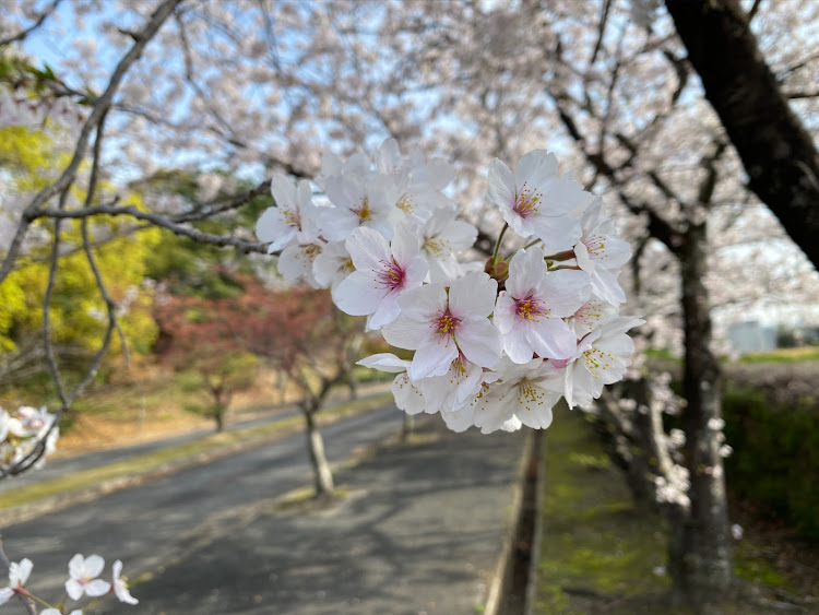 エルグランドの洗車・桜コラボに関するカスタム事例の投稿画像3枚目