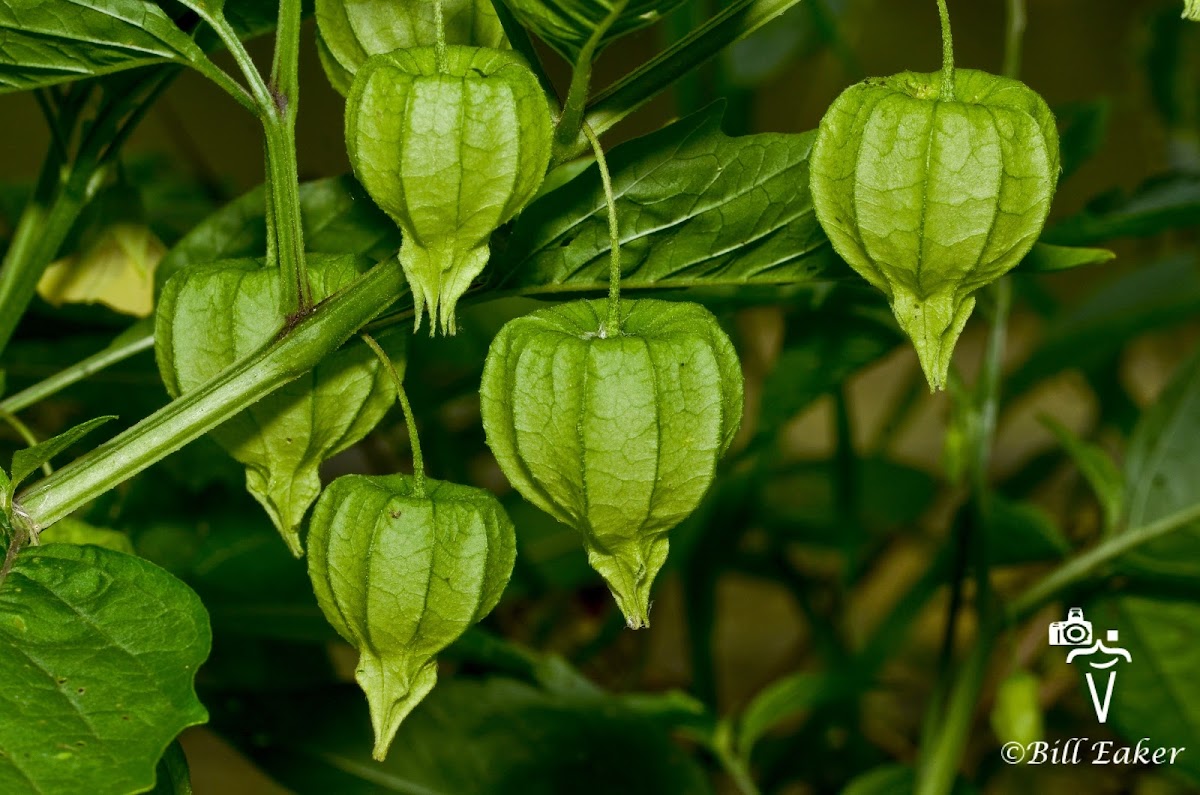 Chinese Lantern