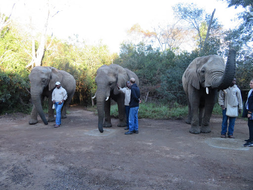 Elephants Rescue & Refuge South Africa 2017