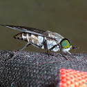 March Fly