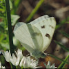 Checkered White