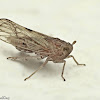 Planthopper