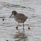 Redshank