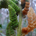 Cinnamon Fern