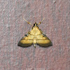 Rice Leafroller Moth