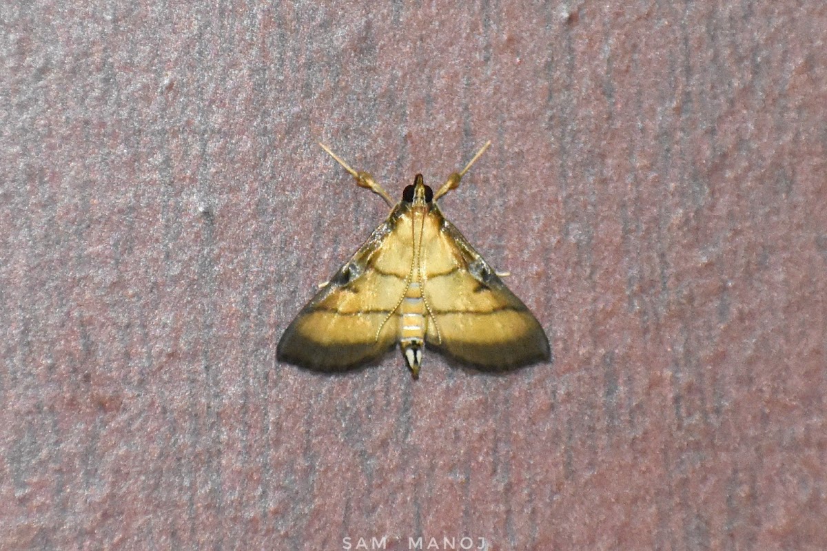 Rice Leafroller Moth