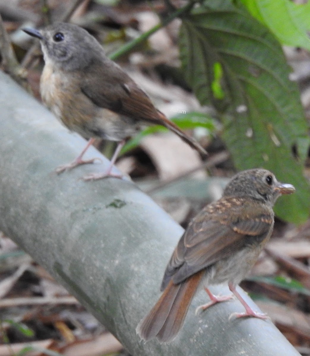 Pale-chinned Blue Flycatcher