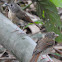 Pale-chinned Blue Flycatcher