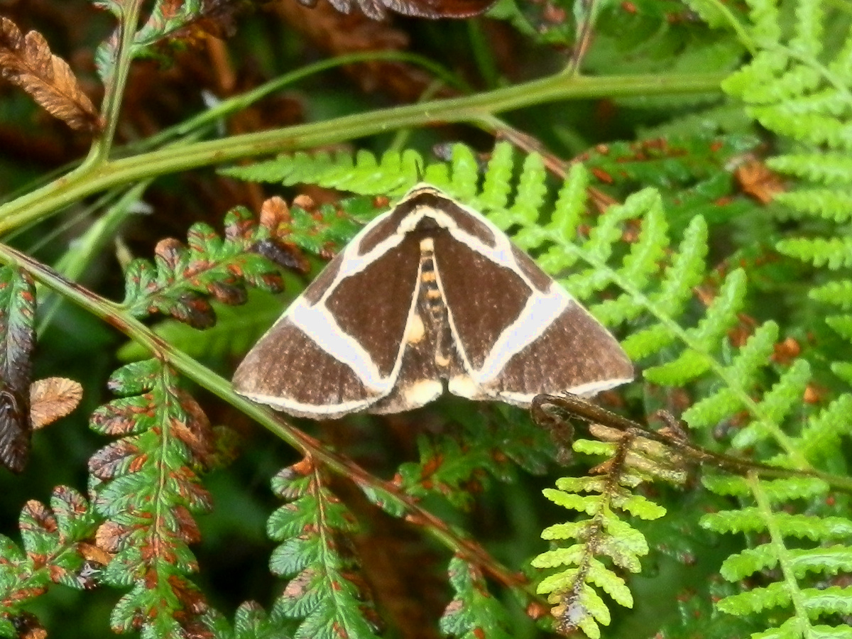 Rainforest Vine Moth