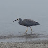 White-faced Heron