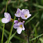 Cuckoo Flower