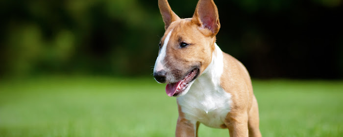 My Bull Terrier Dog & Puppy HD Wallpapers marquee promo image