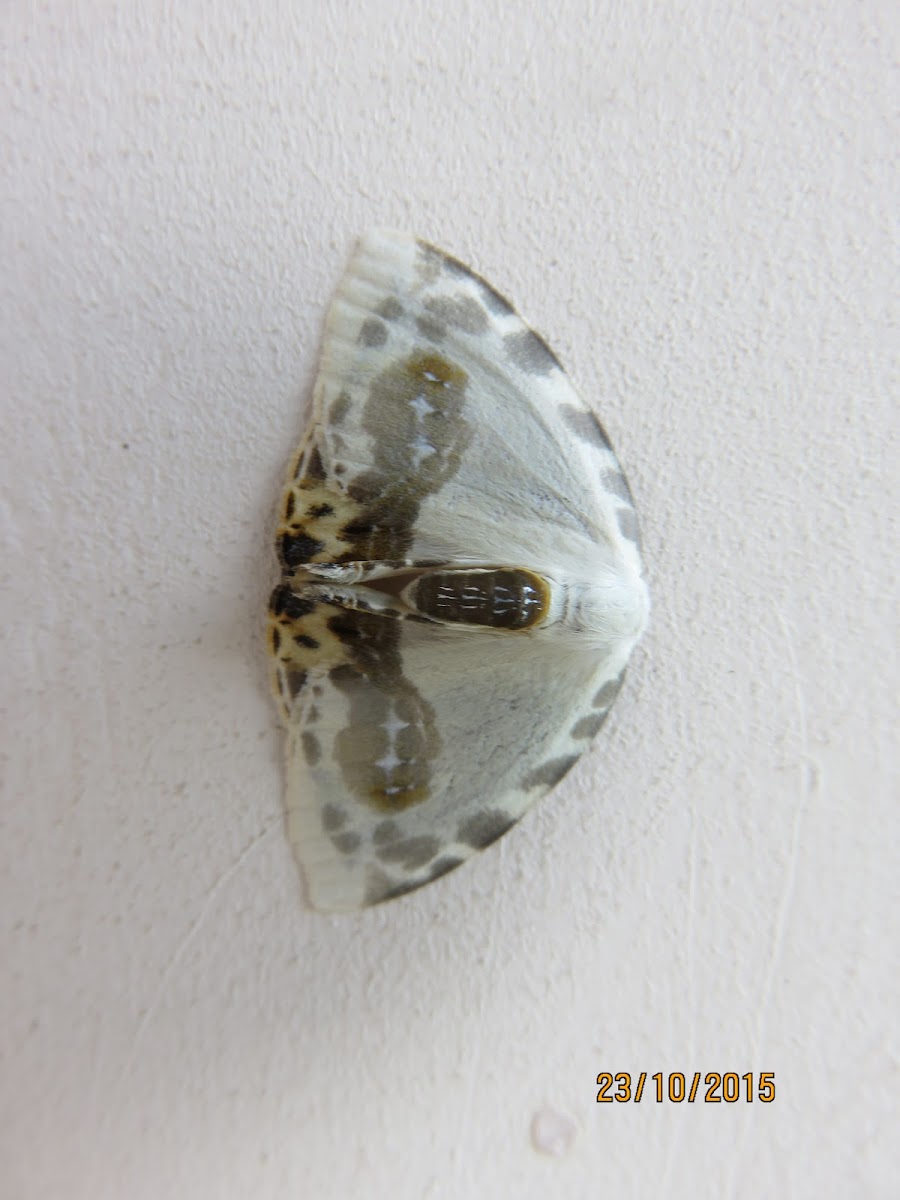 Drepanidae Moth