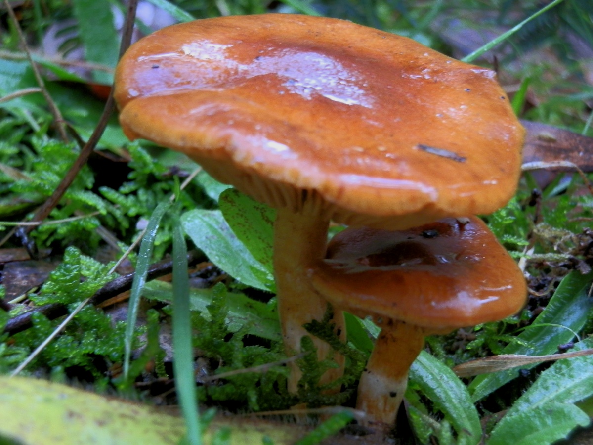 Cortinarius mushroom