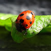 Eleven Spotted Ladybird