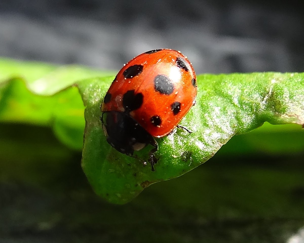 Eleven Spotted Ladybird