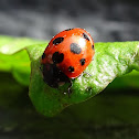 Eleven Spotted Ladybird