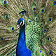 Download Peacock Wallpapers For PC Windows and Mac 1.0