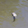 Green Frog Tadpoles