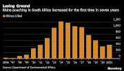 The number of rhinos killed by poachers in SA, which has the world’s biggest population of the animals, climbed for the first time in seven years in 2021 as curbs on movement related to the coronavirus pandemic eased.