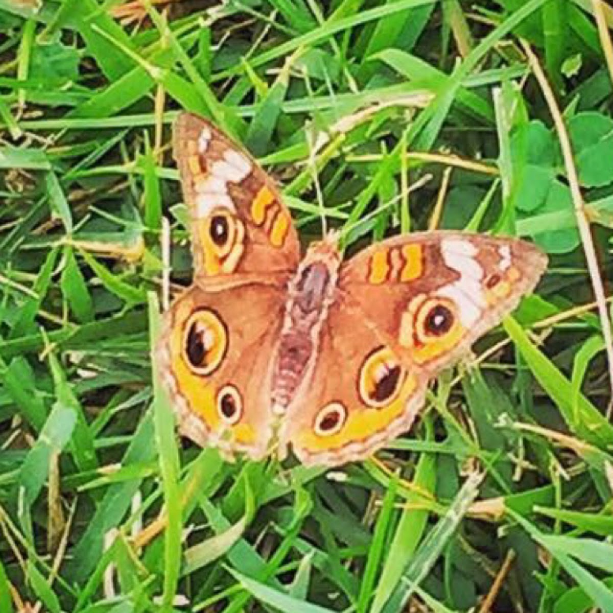 Common Buckeye