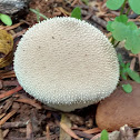 Gem-Studded Puffball