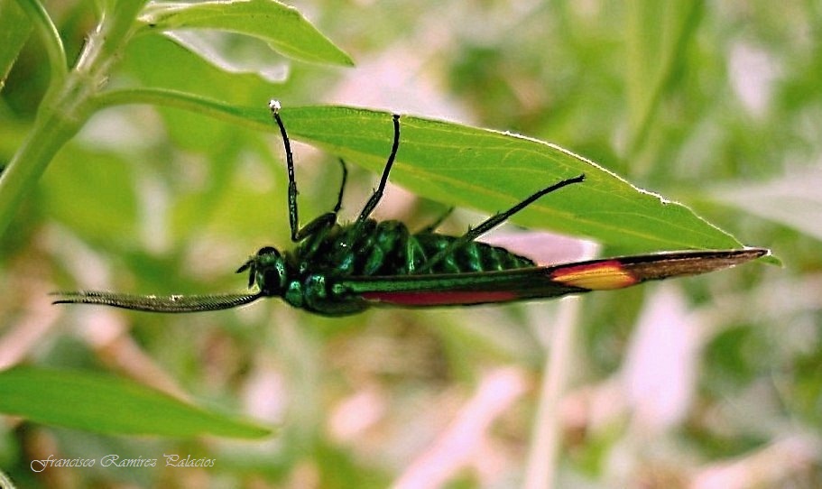 Metalmark Moth